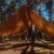 Tarp TigerWood 3 m x 2 m coyote-4 2410