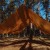 Tarp TigerWood 3 m x 3 m coyote-3 2411