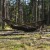 Hamak Lesovik SUL z zawieszeniem Sneka forest-2 3170 