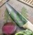Nóż Opinel Parallele Chef's 118-5 1081