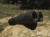 Lornetka Vortex Diamondback HD 10x32-4 1593